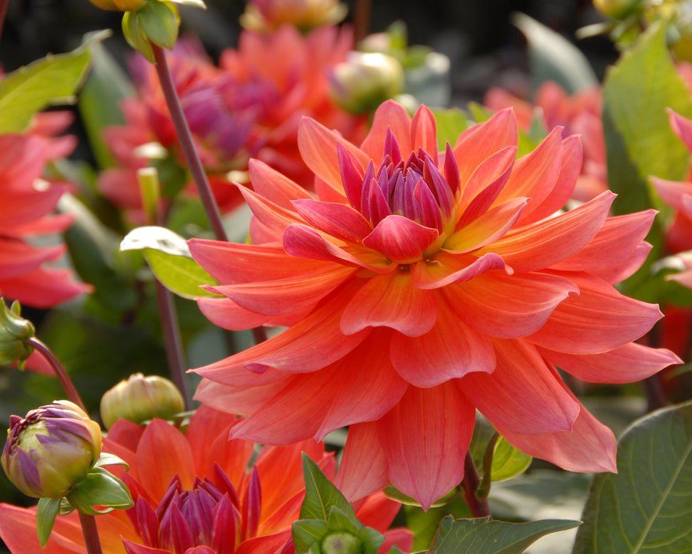 Dahlia 'Tricolor'