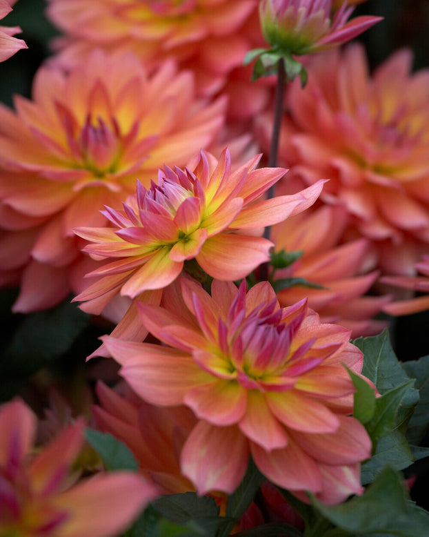 Dahlia 'Tricolor'