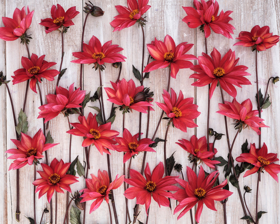 Dahlia 'Waltzing Mathilda'