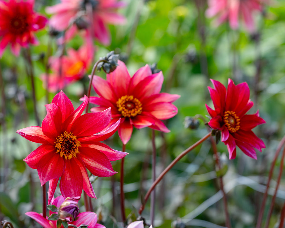 Dahlia 'Waltzing Mathilda'