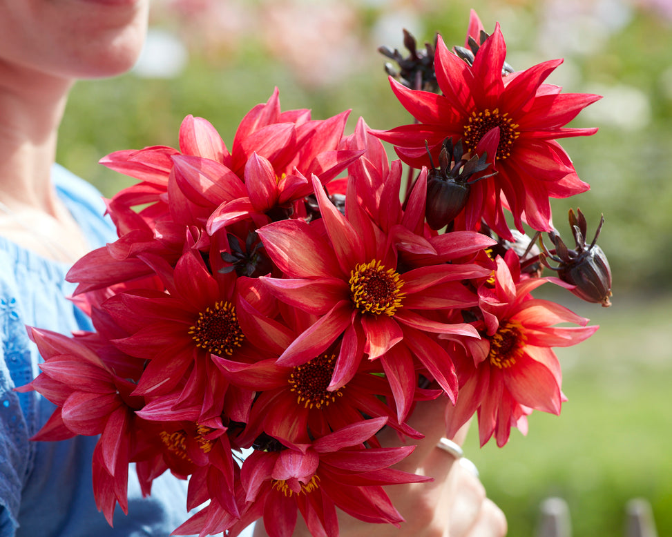 Dahlia 'Waltzing Mathilda'