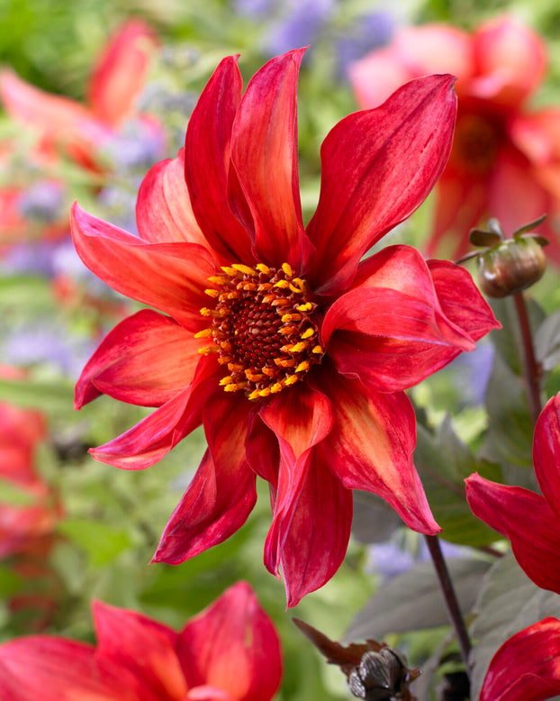 Dahlia 'Waltzing Mathilda'