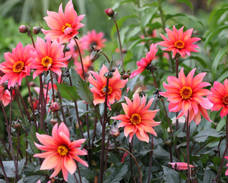 Dahlia 'Waltzing Mathilda'