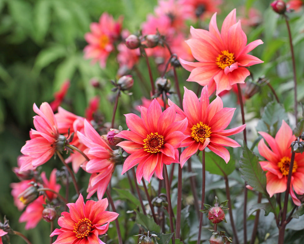 Dahlia 'Waltzing Mathilda'