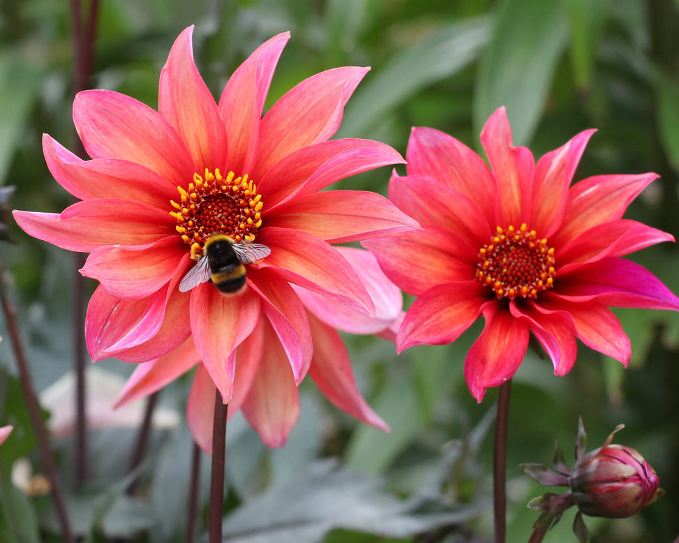 Dahlia 'Waltzing Mathilda'