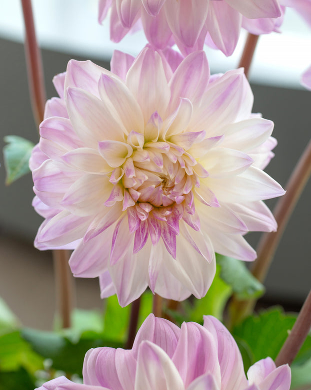 Dahlia 'Who Me'