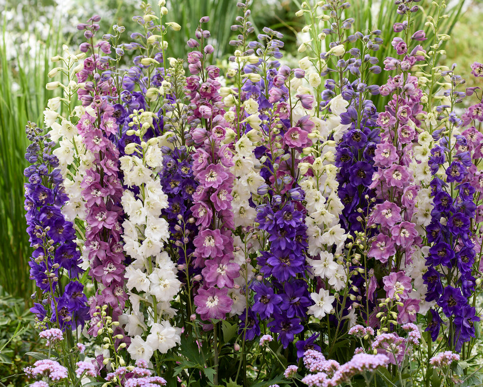 Delphinium 'Magic Fountains Mix'