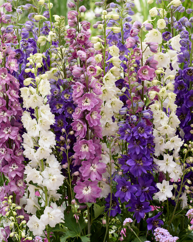 Delphinium 'Magic Fountains Mix'