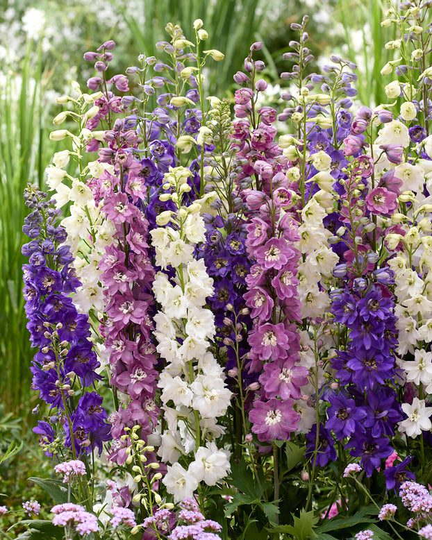 Delphinium 'Magic Fountains Mix'