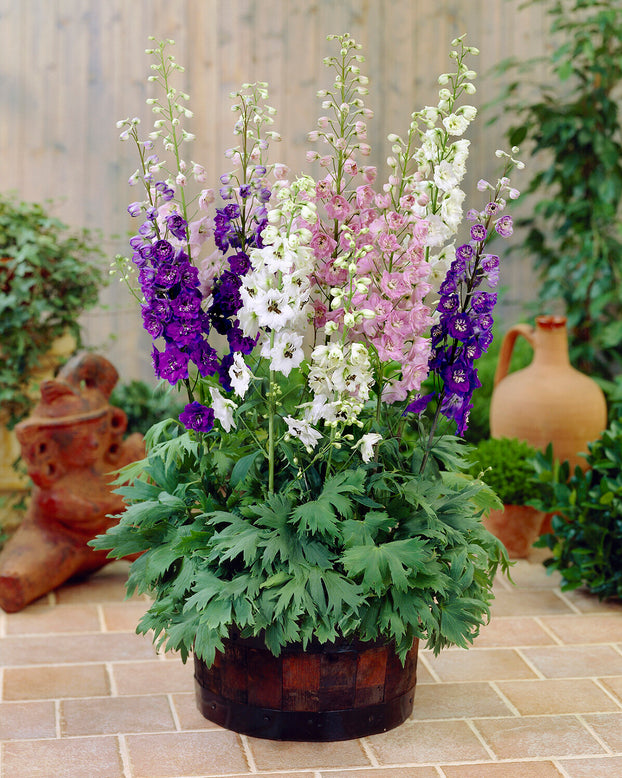 Delphinium 'Magic Fountains Mix'