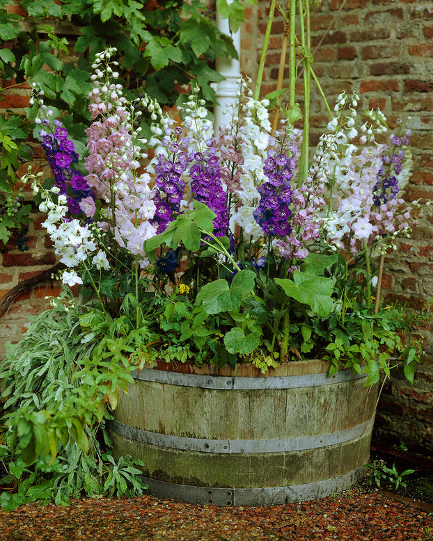 Delphinium 'Magic Fountains Mix'