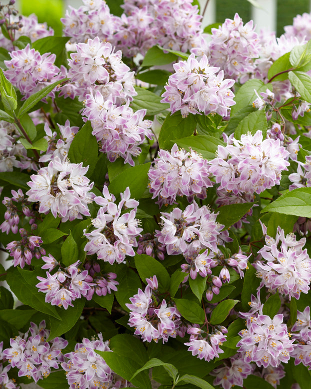 Deutzia 'Raspberry Sundae'