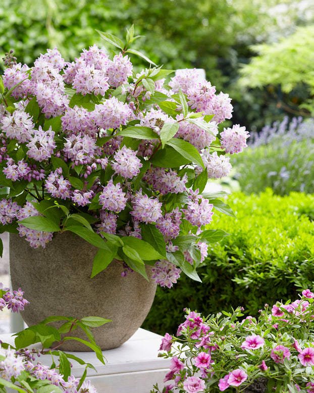 Deutzia 'Raspberry Sundae'