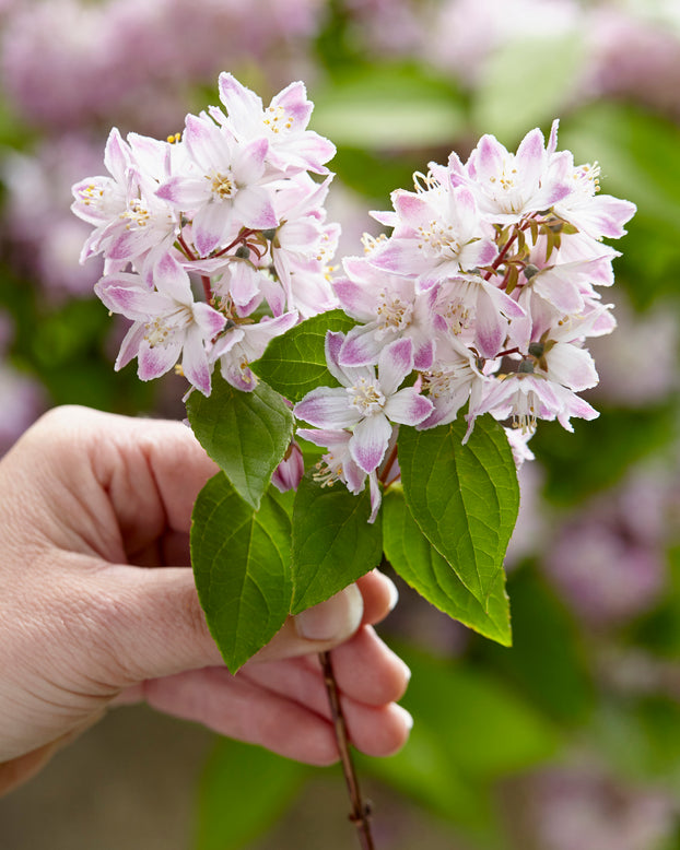 Deutzia 'Raspberry Sundae'