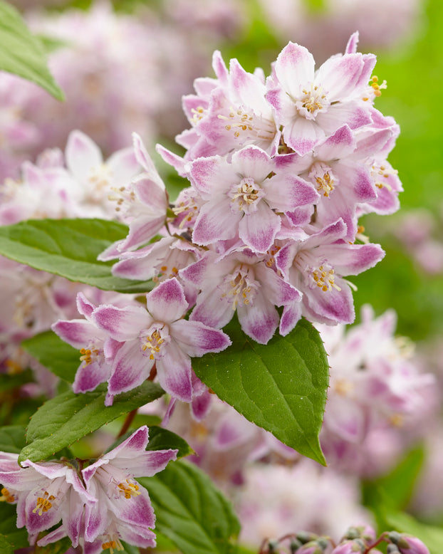 Deutzia 'Raspberry Sundae'