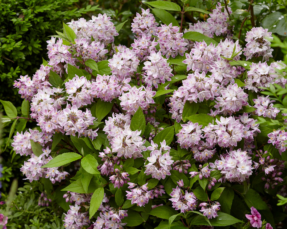 Deutzia 'Raspberry Sundae'