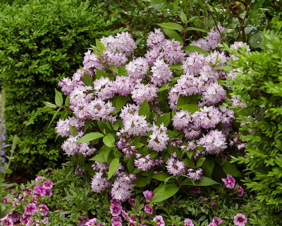 Deutzia 'Raspberry Sundae'