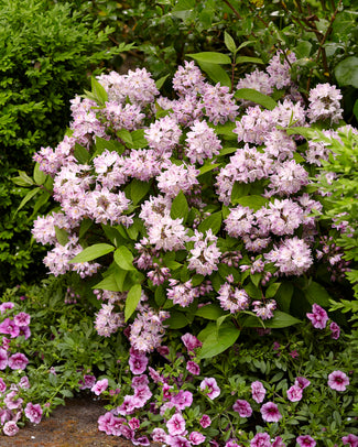 Deutzia 'Raspberry Sundae'