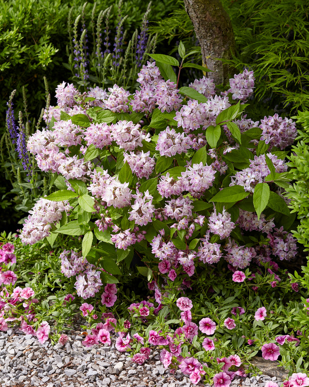 Deutzia 'Raspberry Sundae'