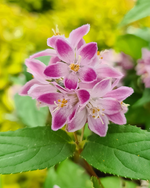 Deutzia 'Raspberry Sundae'