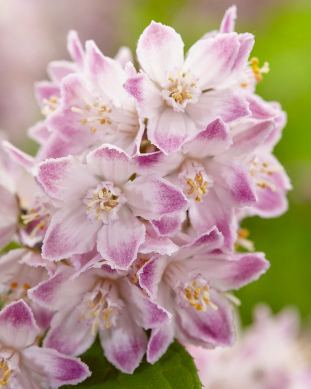 Deutzia 'Raspberry Sundae'