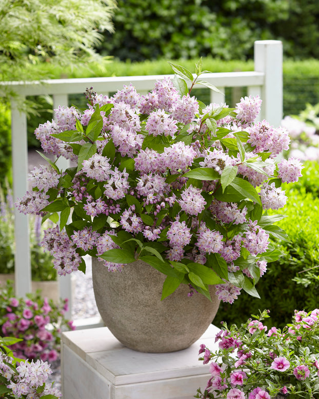 Deutzia 'Raspberry Sundae'