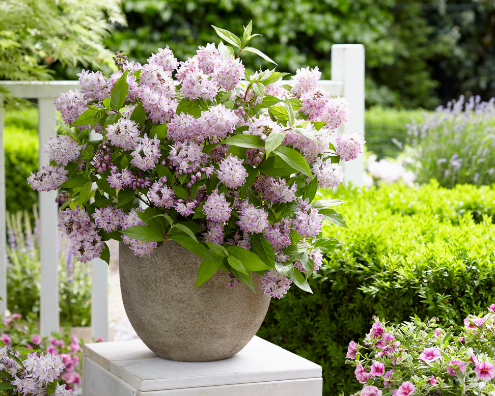 Deutzia 'Raspberry Sundae'