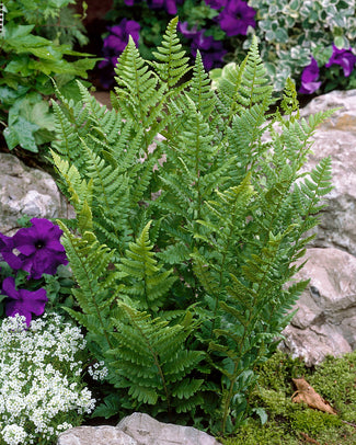 Dryopteris 'Cristata'