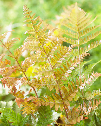 Dryopteris bare roots