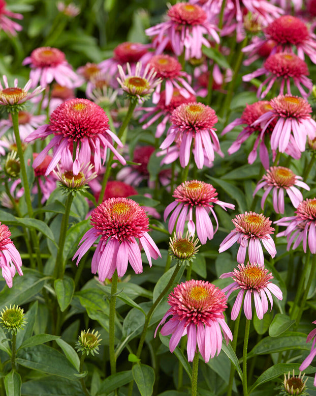 Echinacea 'Double Scoop Bubblegum'