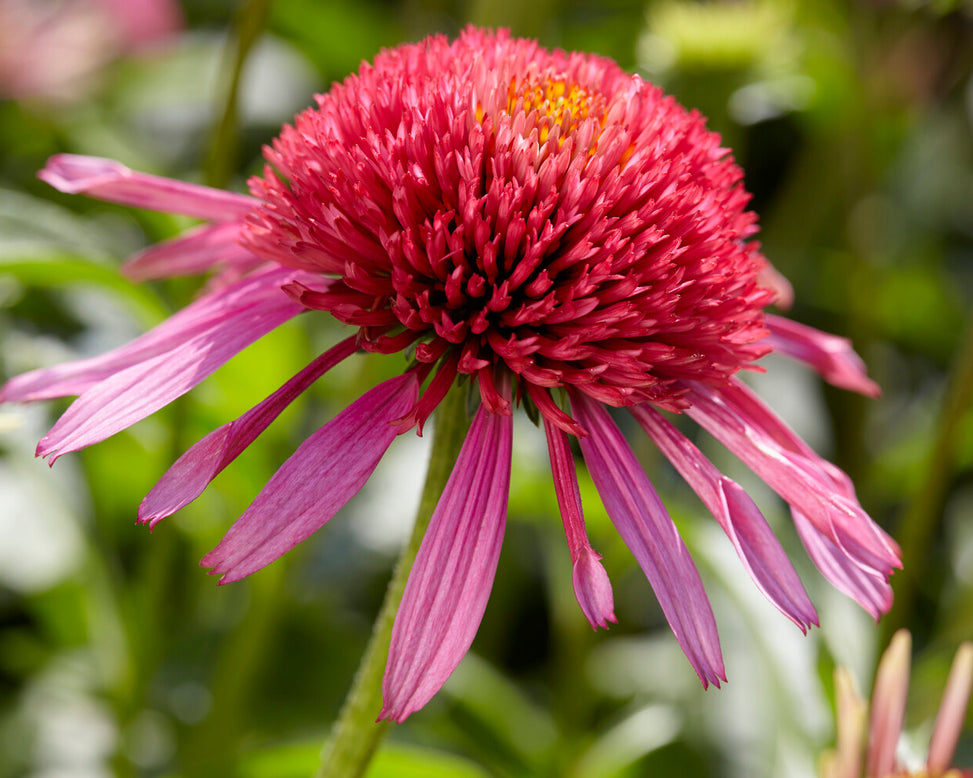 Echinacea 'Double Scoop Bubblegum'