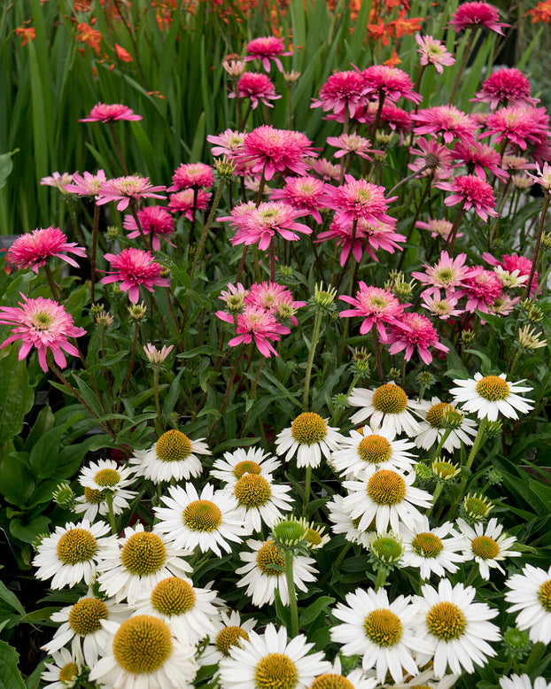 Echinacea 'Mini Belle'