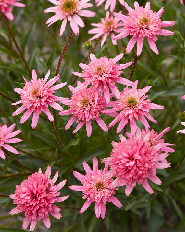 Echinacea 'Mini Belle'