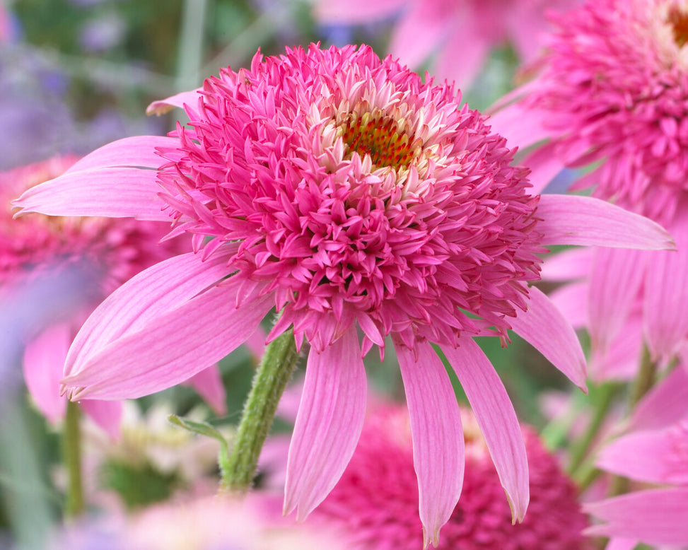 Echinacea 'Pink Double Delight'