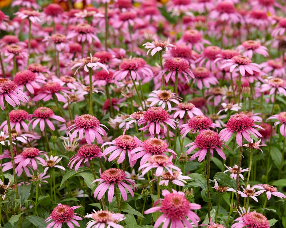 Echinacea 'Pink Double Delight'