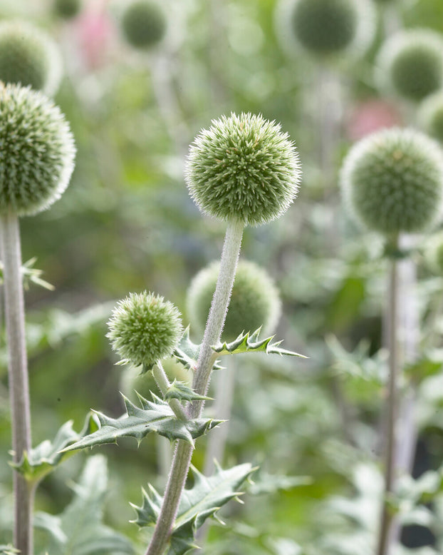 Echinops 'Arctic Glow'