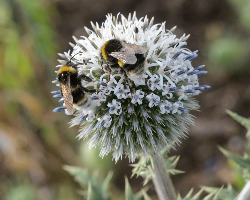 Echinops 'Arctic Glow'