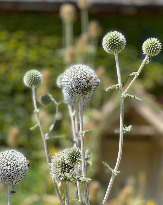 Echinops 'Arctic Glow'