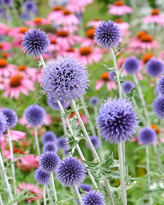 Echinops bare roots