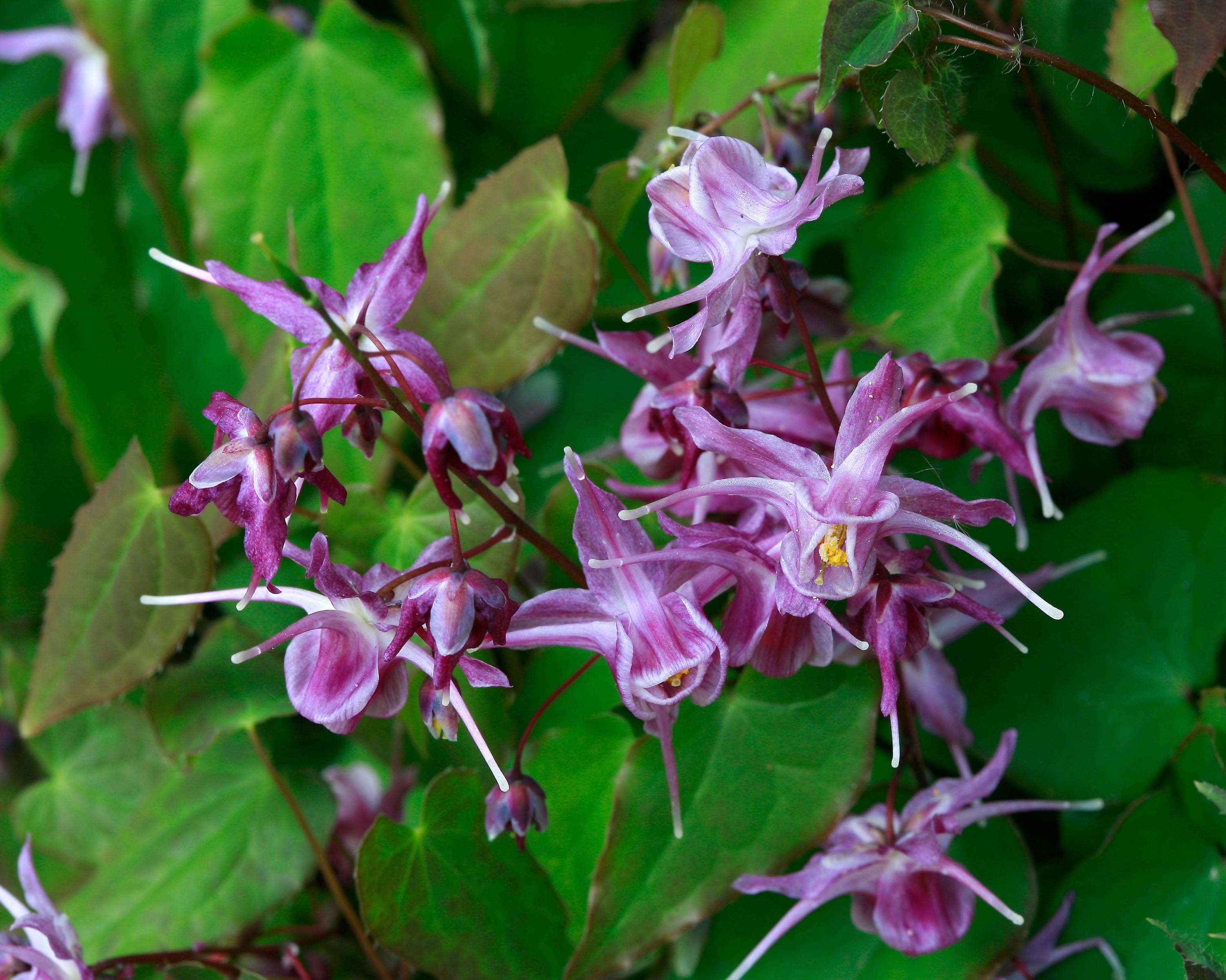 Epimedium grandiflorum 'Lilafee' bare roots — Buy purple barrenwort ...