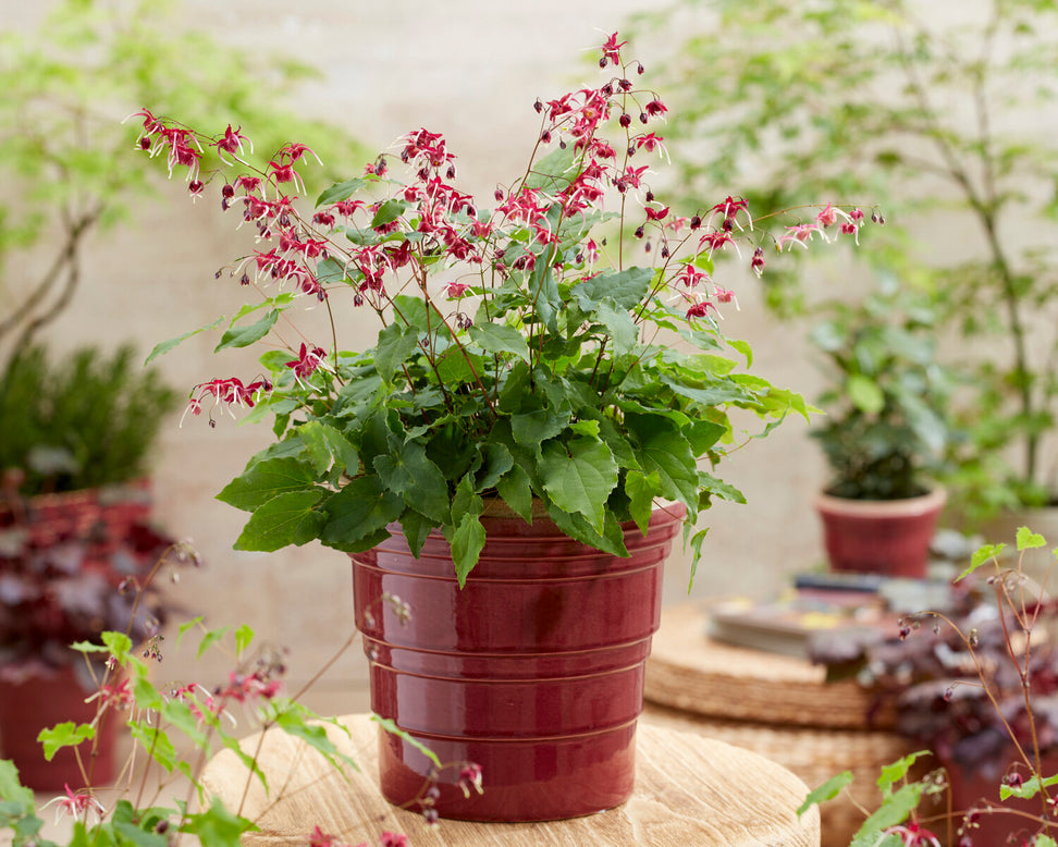 Epimedium 'Red Maximum'