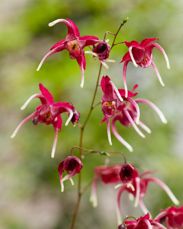 Epimedium 'Red Maximum'