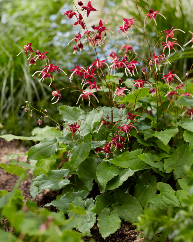 Epimedium 'Red Maximum'