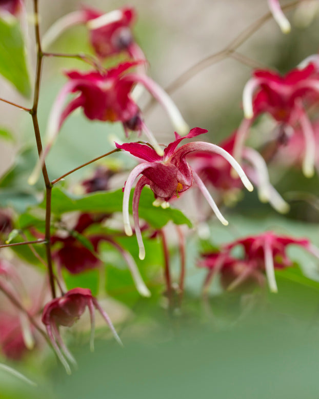 Epimedium 'Red Maximum'