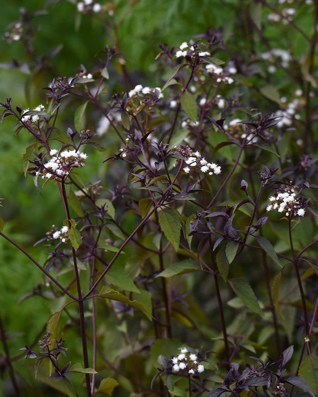 Eupatorium 'Chocolate'