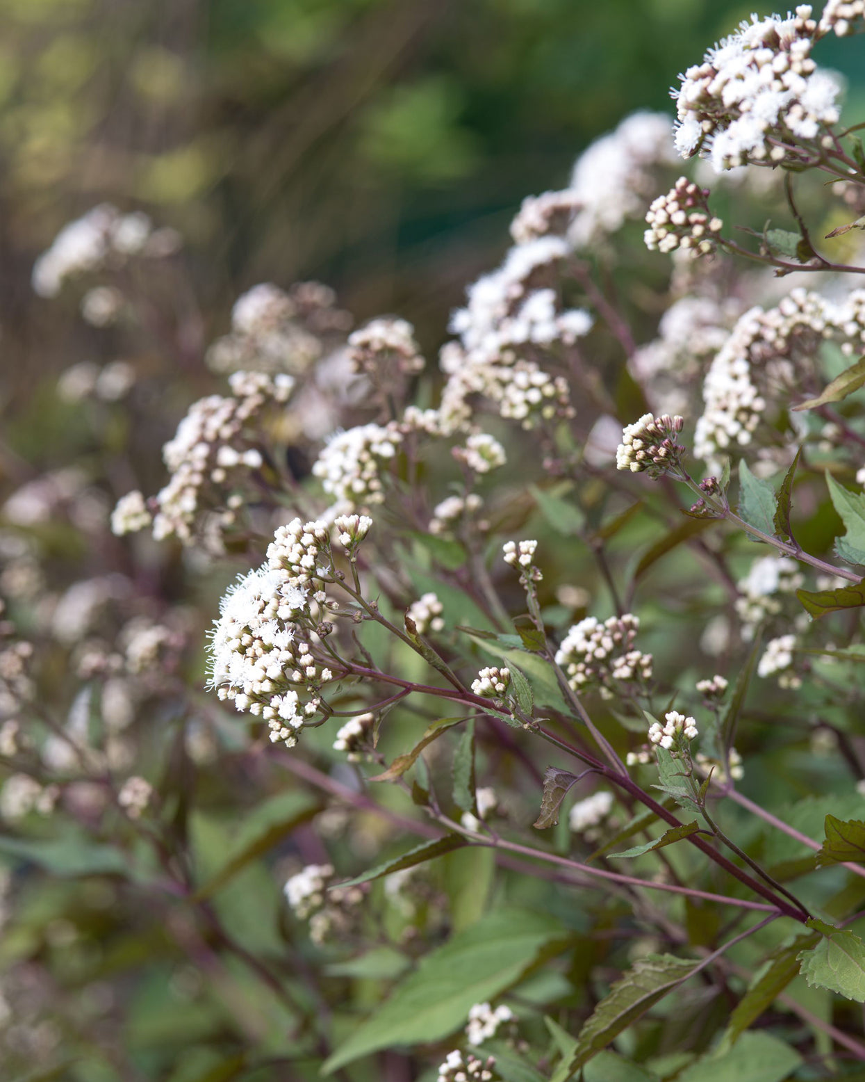 Eupatorium rugosum 'Chocolate' bare roots — Buy white snakeroot online ...