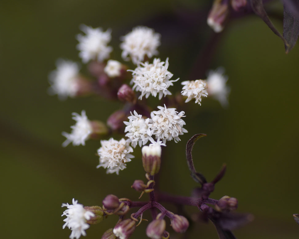 Eupatorium 'Chocolate'