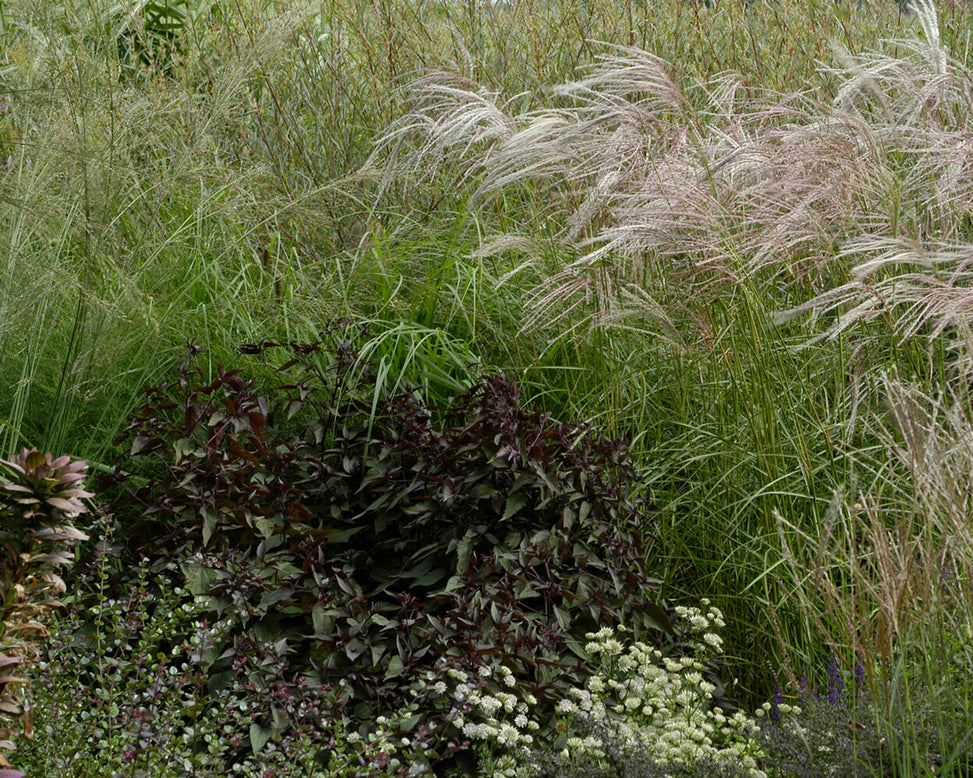 Eupatorium 'Chocolate'