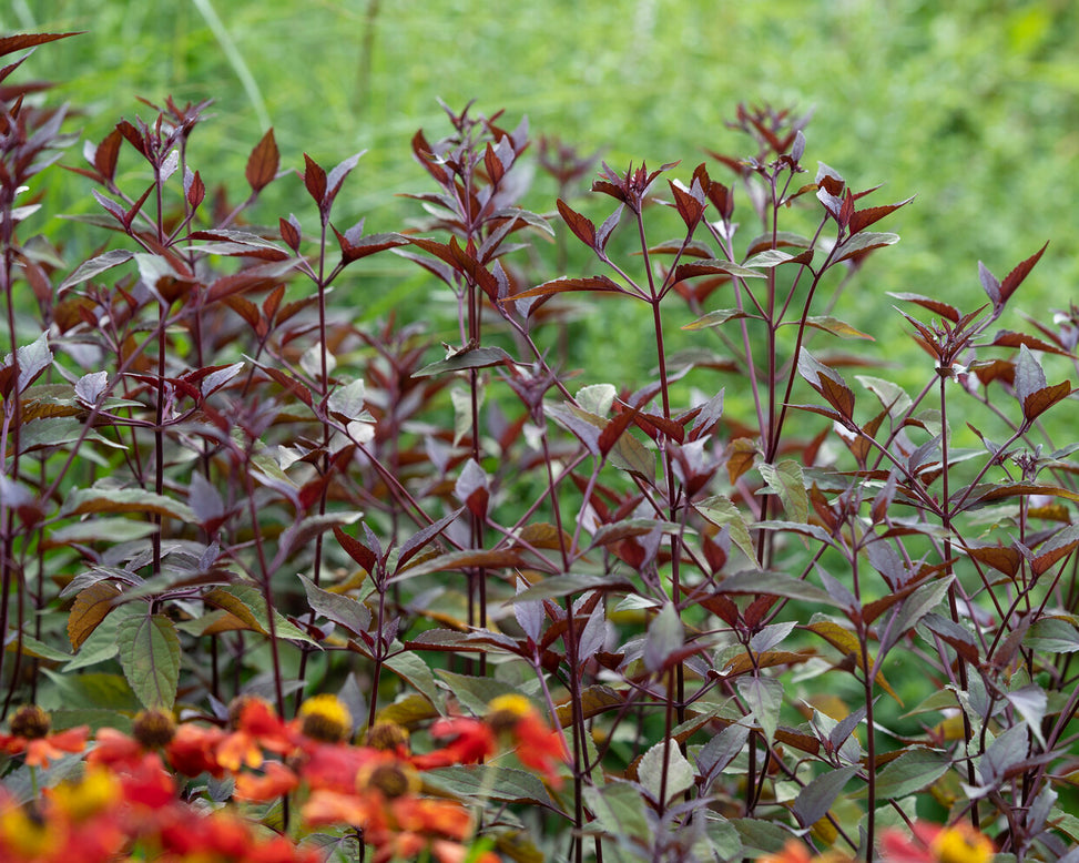 Eupatorium 'Chocolate'