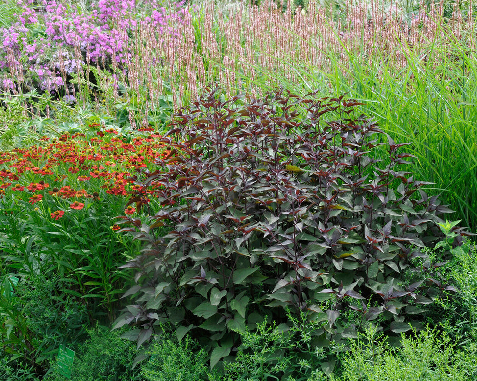 Eupatorium 'Chocolate'